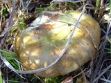 Russula clavipes image