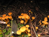 Chrysomphalina aurantiaca image