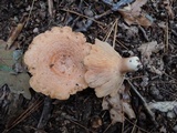 Lactarius chrysorrheus image