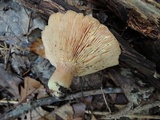 Lactarius chrysorrheus image