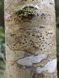Arthopyrenia platypyrenia image