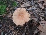 Lactarius chrysorrheus image