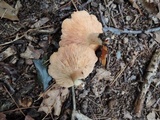 Lactarius chrysorrheus image