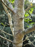 Arthopyrenia platypyrenia image
