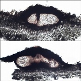 Arthopyrenia platypyrenia image