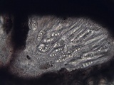 Arthopyrenia platypyrenia image