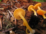 Chrysomphalina aurantiaca image