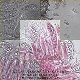 Arthopyrenia platypyrenia image