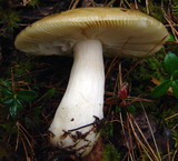Russula clavipes image