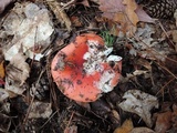 Russula silvestris image