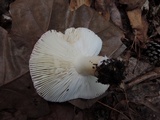 Russula silvestris image