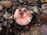 Russula silvestris image
