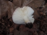 Russula silvestris image