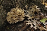 Grifola frondosa image