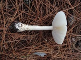 Amanita chrysoblema image