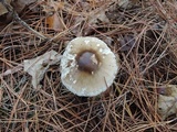 Amanita brunnescens image