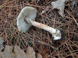 Amanita brunnescens image