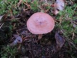 Lactarius rufus image