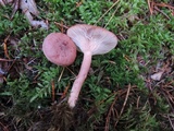 Lactarius rufus image