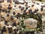 Ainoa geochroa image