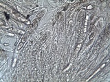 Ainoa geochroa image