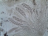 Ainoa geochroa image