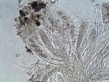 Ainoa geochroa image