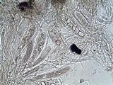 Ainoa geochroa image