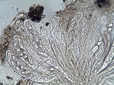 Ainoa geochroa image