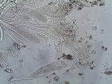 Ainoa geochroa image