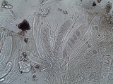 Ainoa geochroa image