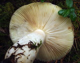 Russula clavipes image