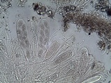 Ainoa geochroa image