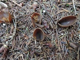 Otidea brunneoparva image