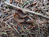Otidea brunneoparva image