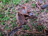 Otidea brunneoparva image