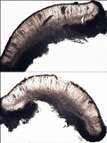 Sarcogyne fallax image