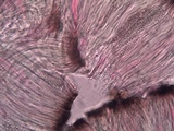 Sarcogyne fallax image