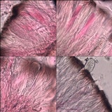 Sarcogyne fallax image