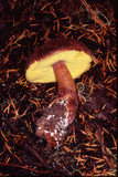 Boletellus mirabilis image