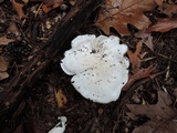 Tricholoma subresplendens image