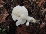 Tricholoma subresplendens image
