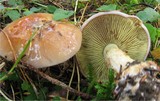 Cortinarius odorifer image