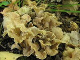 Cantharellus melanoxeros image