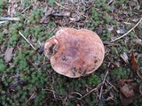 Tricholoma pessundatum image