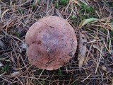 Tricholoma pessundatum image