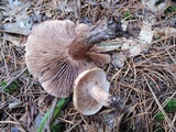 Tricholoma pessundatum image