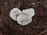 Tricholoma marquettense image