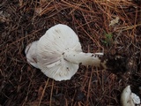 Tricholoma marquettense image