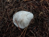 Tricholoma marquettense image